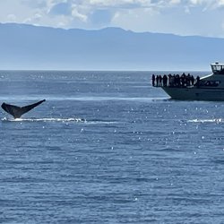 Five Star Whale Watching