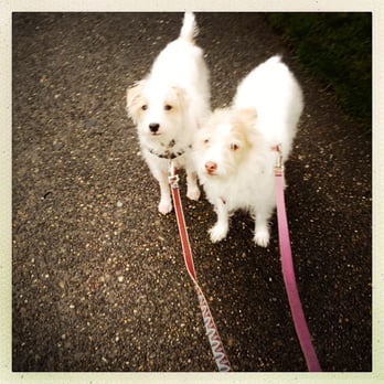 Djog - Seattle Dog Runners - Dog Walkers Near Me - Seattle, Washington Djog - Seattle Dog Runners - Dog Walkers Near Me - Seattle, Washington