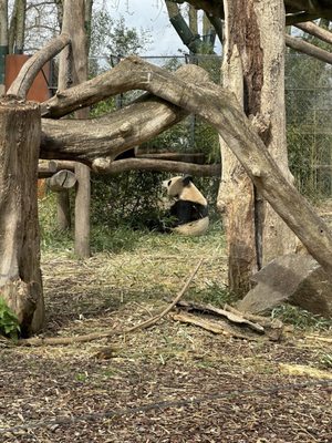 Pairi Daiza by null