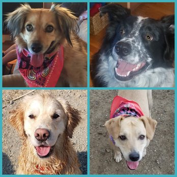 Debbie's Dog Days - Booley, Jasper, Gracie and Shayla - Dog Walkers Near Me - Pinole, California