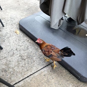 Big City Diner - Kailua - Chicken friend came to say hi! - Diners Near Me - Kailua, Hawaii