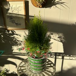 J J's Floral Shop - Holiday Lemon Cypress Tree.