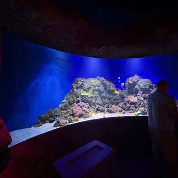 Sea Life - Aquariums Near Me - Orlando, Florida Sea Life - Aquariums Near Me - Orlando, Florida