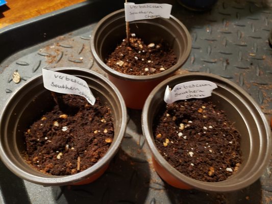 Burpee Seeds and Plants by null