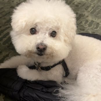 VIP Grooming - Resting pooch face - Pet Groomers Near Me - San Francisco, California VIP Grooming - Resting pooch face - Pet Groomers Near Me - San Francisco, California