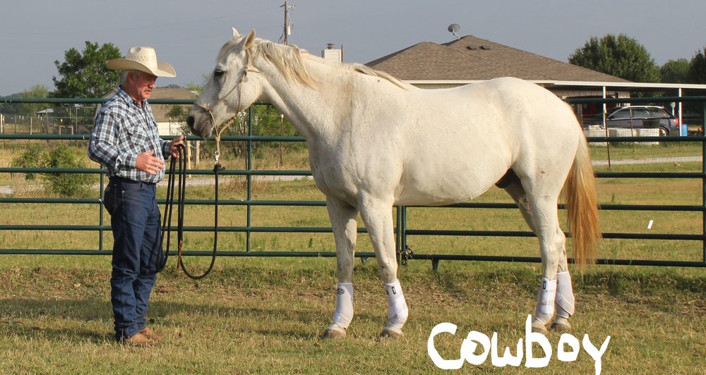 3L Horsemanship - equestrian in Morrilton, AR