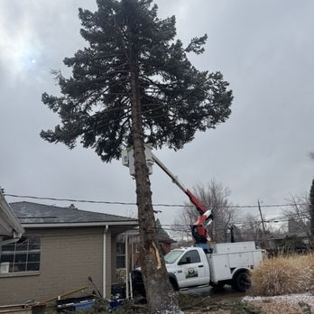 Eagle Tree Service - Tree Services Near Me Eagle Tree Service - Tree Services Near Me