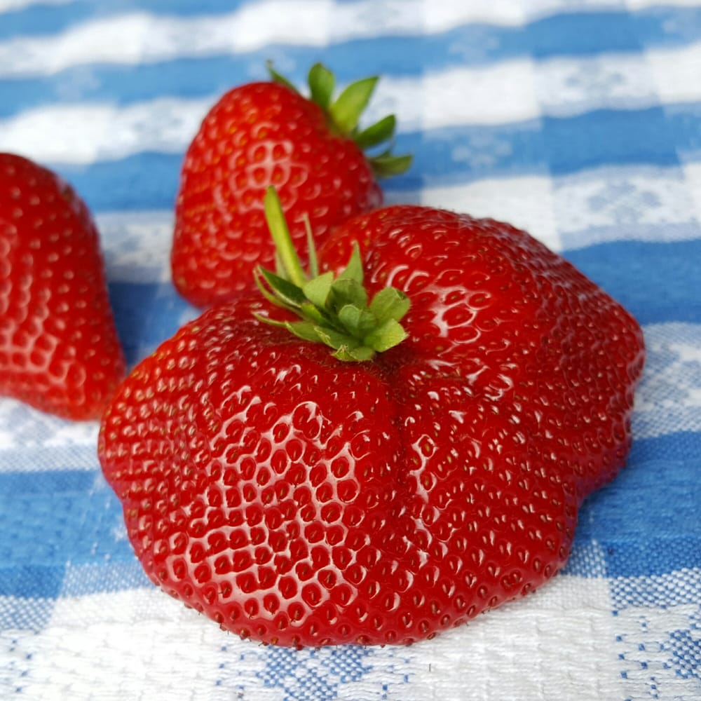 Monterey Bay Farms Organic Logo