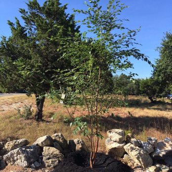 Moon Valley Nurseries - River Birch planted in Hill Country today! - Nurseries & Gardening Near Me - Austin, Texas