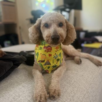 Happy Bay Paws - Pet Groomers Near Me