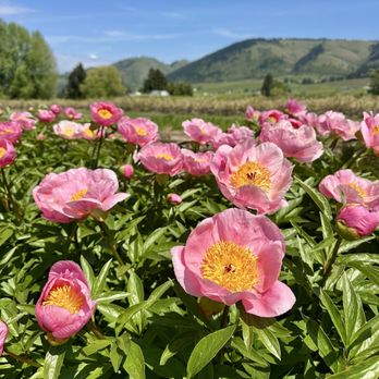 The Gorge White House - Wineries Near Me - Hood River, Oregon