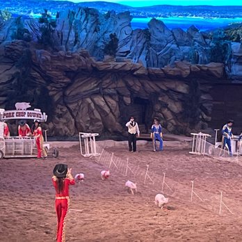 Dolly Parton's Stampede - This pig race was adorable -Dolly Parton Stampede- Branson, MO - Performing Arts Near Me - Branson, Missouri Dolly Parton's Stampede - This pig race was adorable -Dolly Parton Stampede- Branson, MO - Performing Arts Near Me - Branson, Missouri