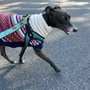 Photo of PetPort