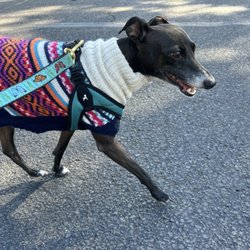 PetPort - Aurora with her sweater and leash from PetPort