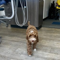 Portland Children's Dentistry - Pedrito the PCD puppy. What a cutie!