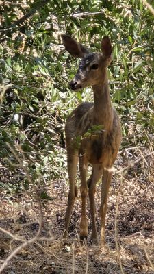 Eaton Canyon Falls by null
