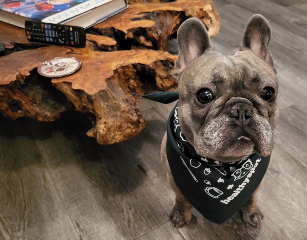 Healthy Spot - West Hollywood - pet boarding facility in West Hollywood, CA