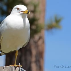 Grass Lake Rest Area - Ring Billed Gull