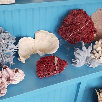 Murdochs - Coral and sea shells - Souvenir Shops Near Me - Galveston, Texas