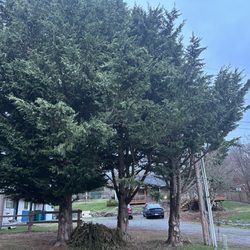I've Got A Guy Tree Service