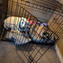 Navneet's Dog Sitting Services - Can be crated
