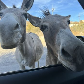 Town of Oatman - Adorable burros - Local Flavor Near Me