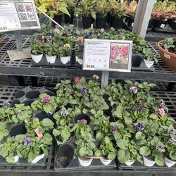 Green Barn Garden Center - Sato Japanese pansy