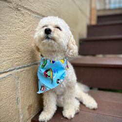 Camp Bow Wow Stamford