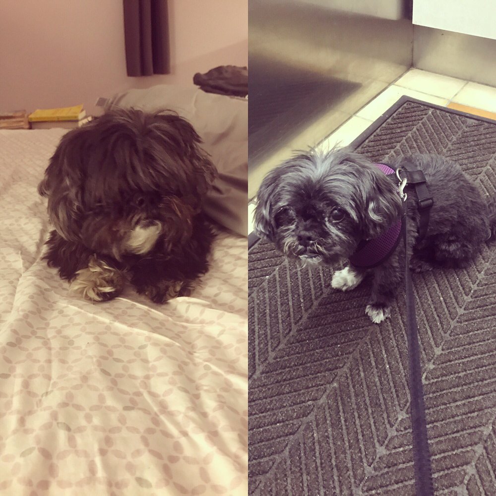 Spotless Dog Wash - Before/after - Pet Groomers Near Me - Evanston, Illinois