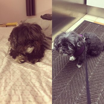 Spotless Dog Wash - Before/after - Pet Groomers Near Me - Evanston, Illinois Spotless Dog Wash - Before/after - Pet Groomers Near Me - Evanston, Illinois