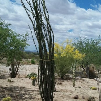 Acacia Nursery - 12 foot Ocotillo I purchased - Nurseries & Gardening Near Me - Marana, Arizona Acacia Nursery - 12 foot Ocotillo I purchased - Nurseries & Gardening Near Me - Marana, Arizona