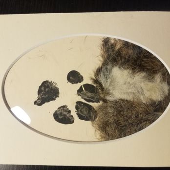 Pet Cremation Services - Paw prints and fur - Pet Cremation Services Near Me - Pahrump, Nevada