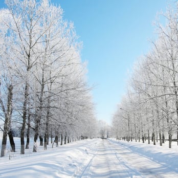 Dennis Harrington Tree Service - a snowy road lined with trees - Tree Services Near Me - Madison, Wisconsin Dennis Harrington Tree Service - a snowy road lined with trees - Tree Services Near Me - Madison, Wisconsin