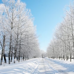 Dennis Harrington Tree Service