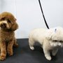 Photo of Pocket Pet Grooming