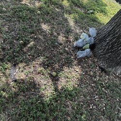 Oak Ridge Park - Bagged pile of dog waste?!?!