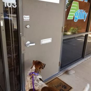 Ace'n Agility Training Center - Betty LOVES going to her gym! - Pet Training Near Me - Phoenix, Arizona