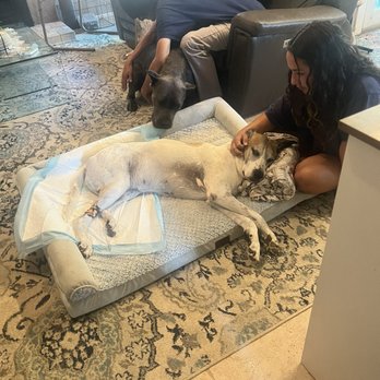 Peaceful Pets Services - Post euthanasia time to say goodbye. - Pet Services Near Me - Castaic, California