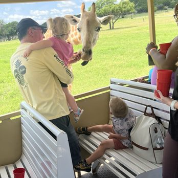 Fossil Rim Wildlife Center - Feed the giraffe - Zoos Near Me - Glen Rose, Texas Fossil Rim Wildlife Center - Feed the giraffe - Zoos Near Me - Glen Rose, Texas