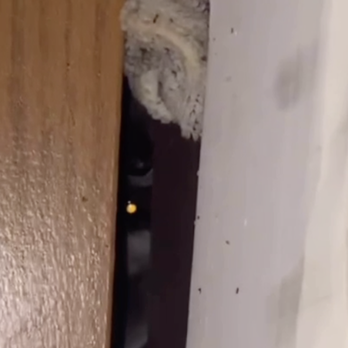 Hinshaw Rental Properties - Raccoon peeking through a gap above my closet - University Housing Near Me - Columbia, Missouri Hinshaw Rental Properties - Raccoon peeking through a gap above my closet - University Housing Near Me - Columbia, Missouri