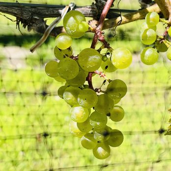 Loughlin Vineyard - a bunch of grapes hanging from a vine - Wineries Near Me - Sayville, New York Loughlin Vineyard - a bunch of grapes hanging from a vine - Wineries Near Me - Sayville, New York