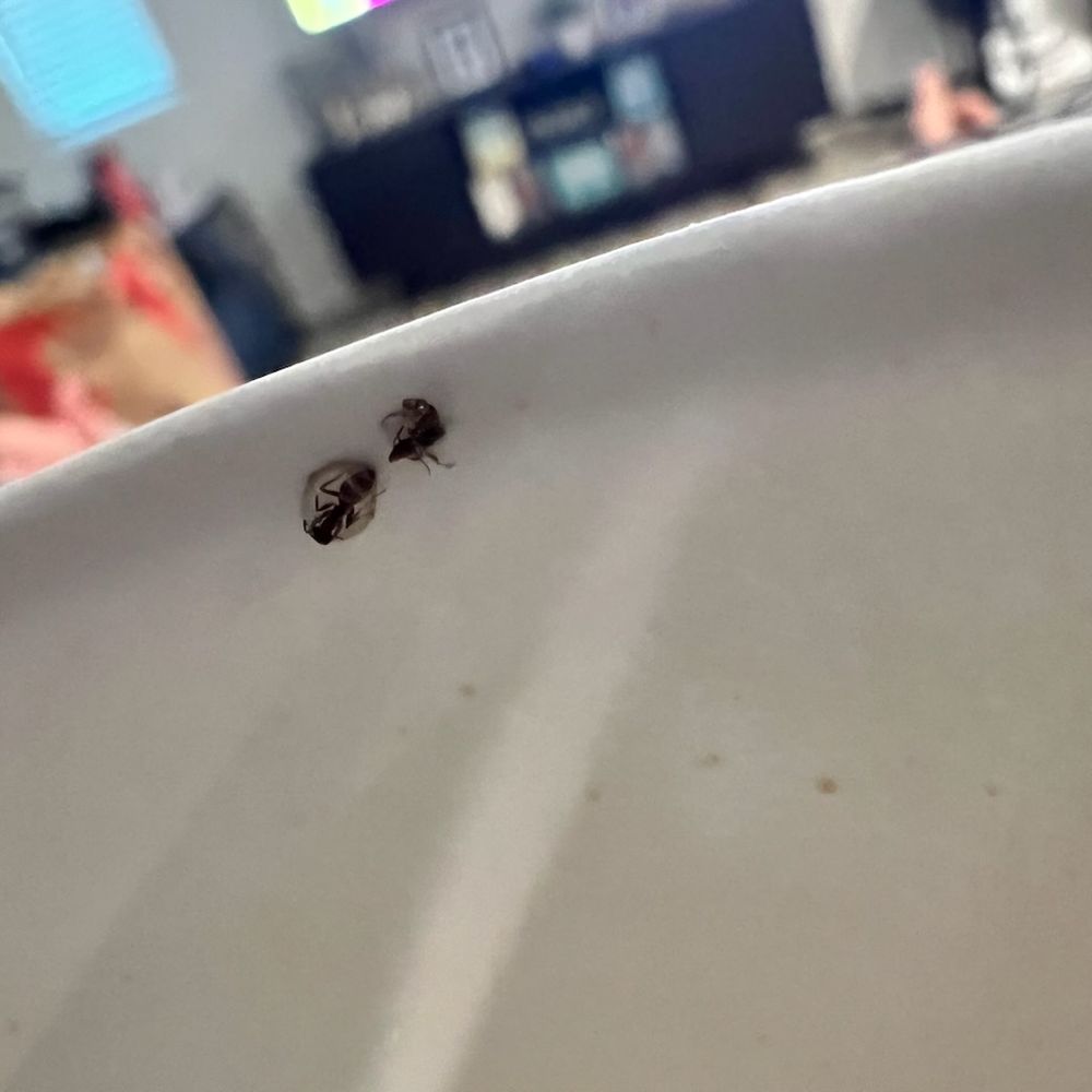 Habit Burger & Grill - Both drinks had at least 1 ant inside. - Burgers Near Me - Escondido, California Habit Burger & Grill - Both drinks had at least 1 ant inside. - Burgers Near Me - Escondido, California