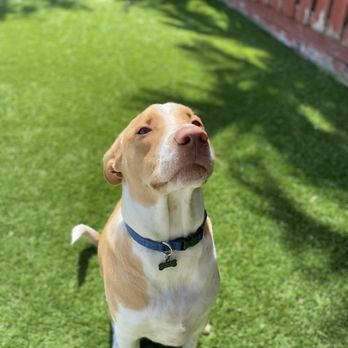 Doggy Retreat and Spa - Pet Sitting Near Me - Cutler Bay, Florida Doggy Retreat and Spa - Pet Sitting Near Me - Cutler Bay, Florida