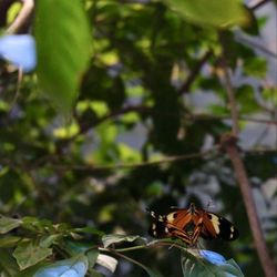 California Academy of Sciences - Butterflies in flight