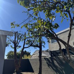Cisnero's Tree Care - After Cisneros Tree Care