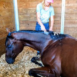 Love for all animals. The horses are our kids.