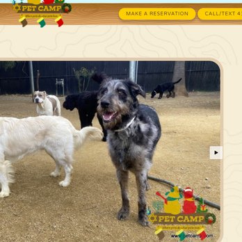 Pet Camp - His doggie smile says it all! - Pet Training Near Me - San Francisco, California Pet Camp - His doggie smile says it all! - Pet Training Near Me - San Francisco, California
