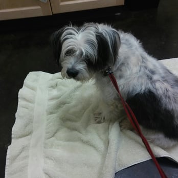 Kapolei Pet Hospital - waiting on the doc to check me out. - Veterinarians Near Me - Kapolei, Hawaii