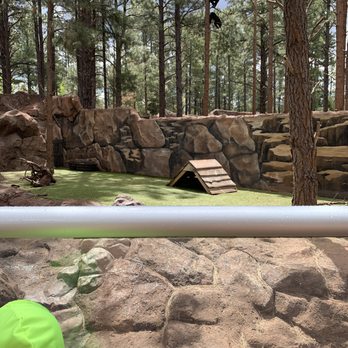 Bearizona - Raccoon - Zoos Near Me - Williams, Arizona Bearizona - Raccoon - Zoos Near Me - Williams, Arizona