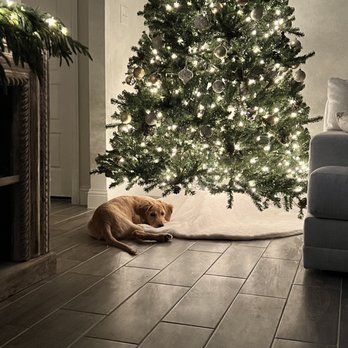 Golden Puppies - Honey - I'm waiting for Santa Paws to come to town! - Pet Breeders Near Me - Amite City, Louisiana Golden Puppies - Honey - I'm waiting for Santa Paws to come to town! - Pet Breeders Near Me - Amite City, Louisiana